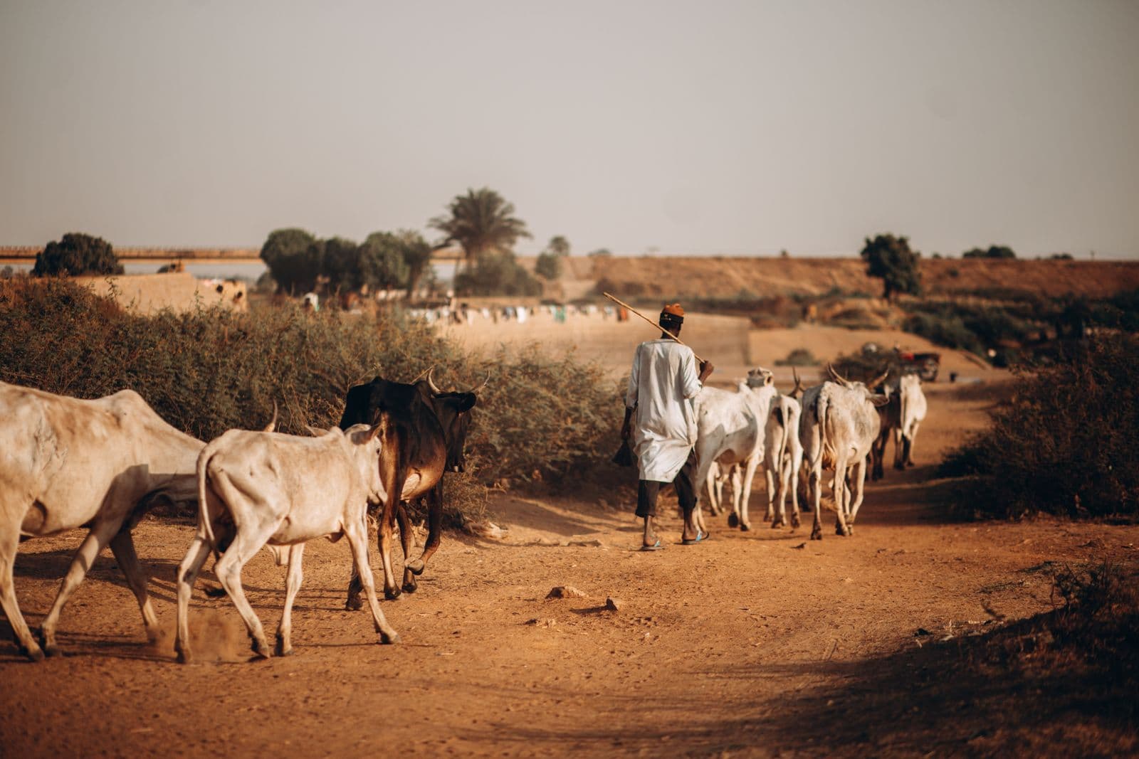 Cattle in rural northern Nigeria. The North-West's banditry economy grew out of cattle rustling before it turned to mass kidnapping.