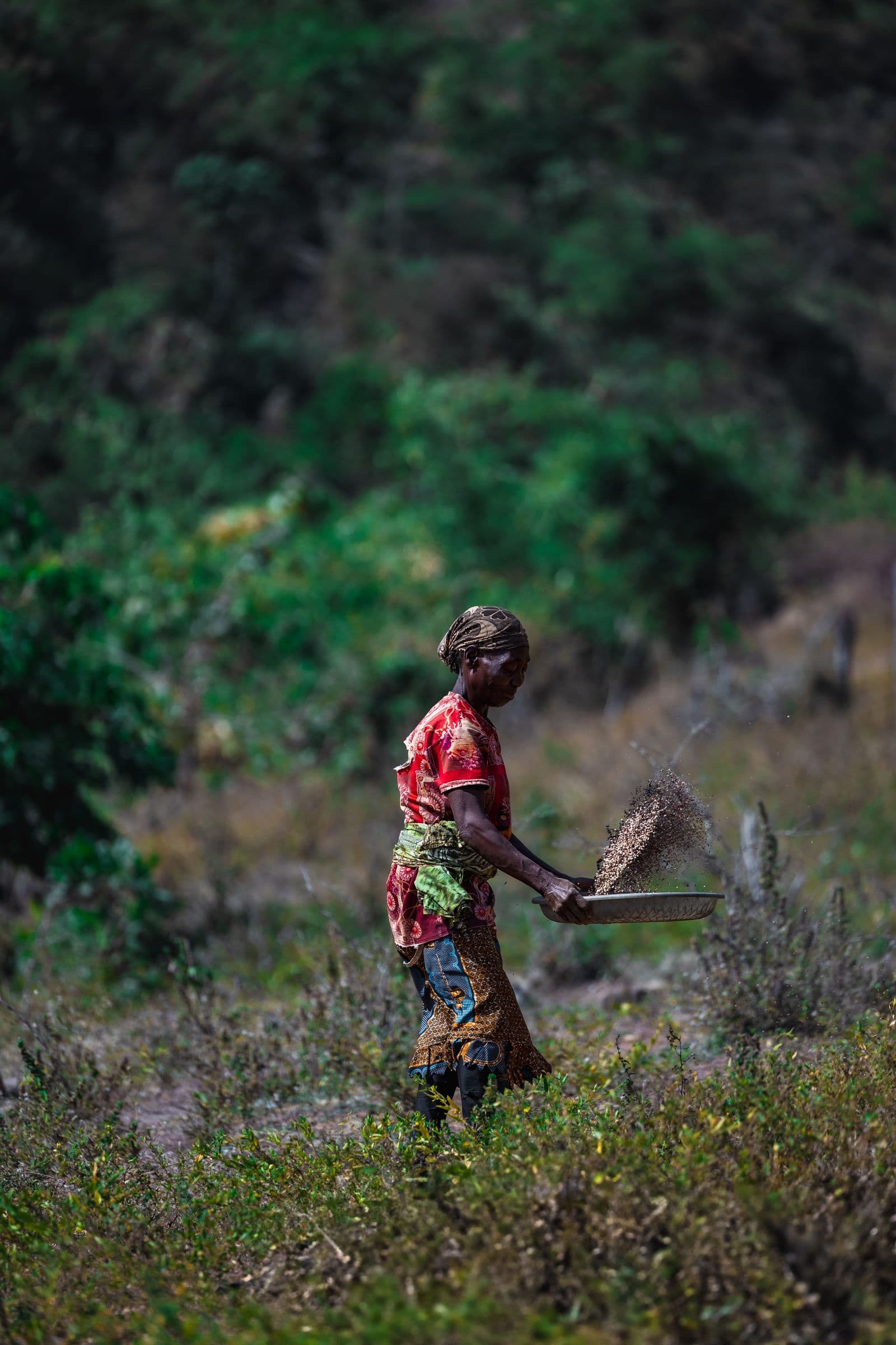 A woman harvests in the Nigerian countryside. Competition for farmland between settled farmers and herders sits at the root of the Middle Belt's deadliest violence.