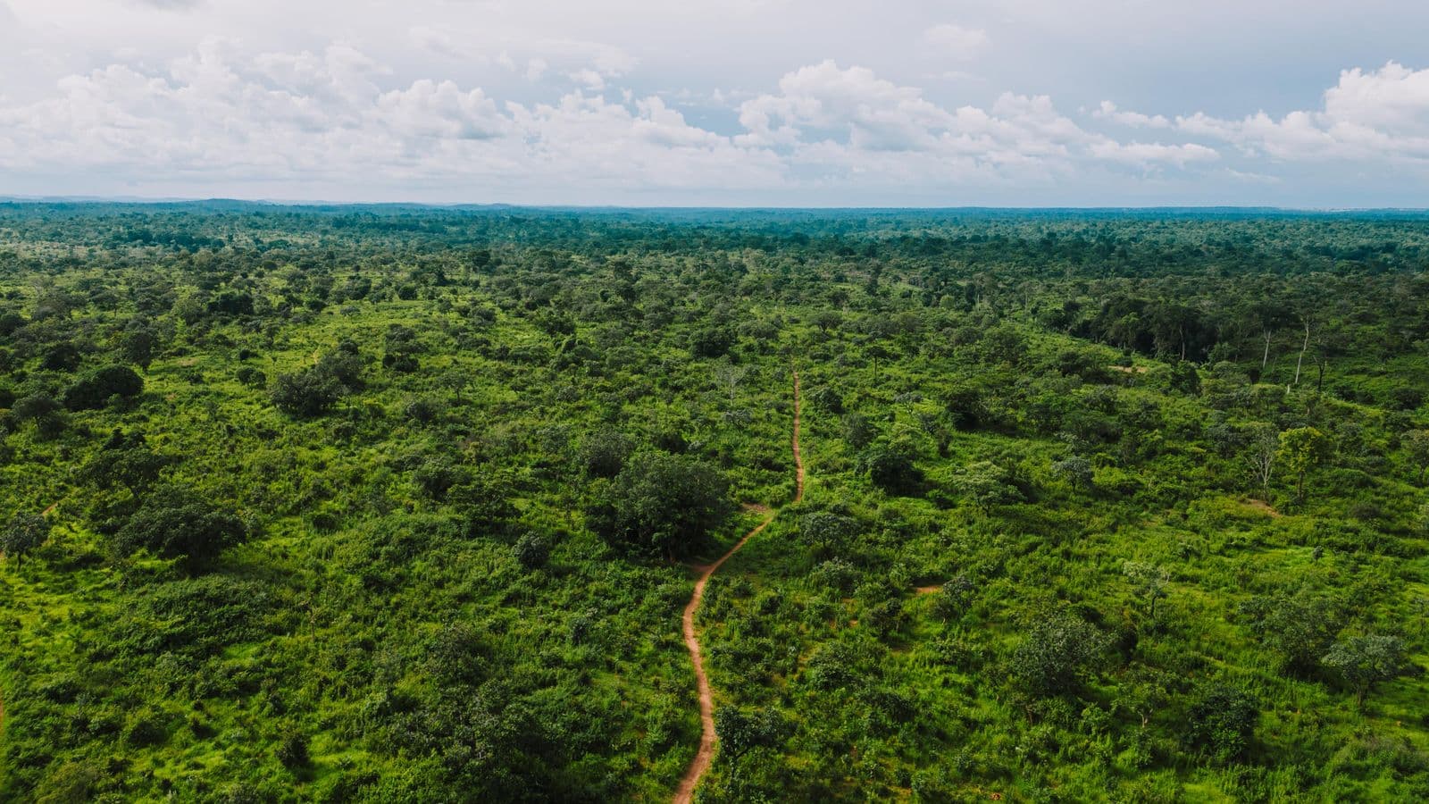 A forest road in Nigeria. Highways and the forest corridors around them are where kidnappers most often strike.