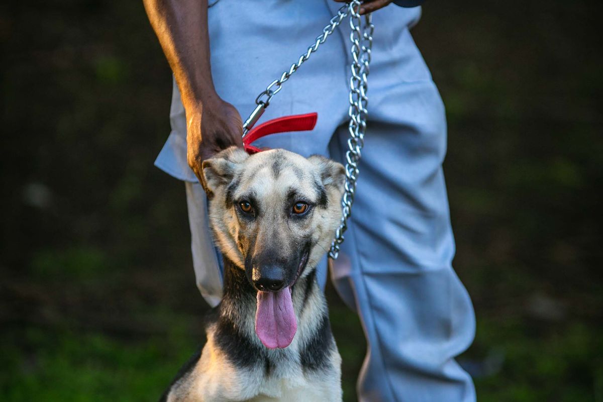 A uniformed security guard with a guard dog on a chain leash.